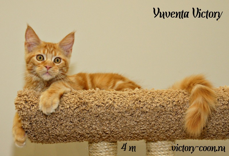 Yuventa Victory, 4 месяца