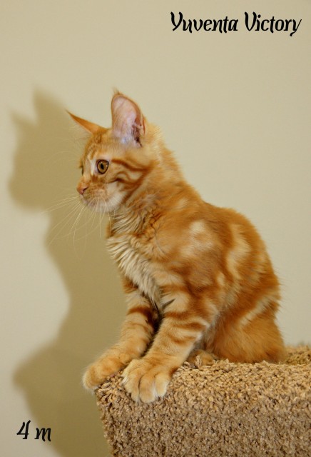 Yuventa Victory, 4 месяца