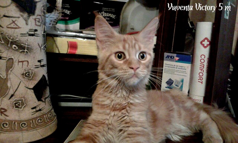 Yuventa Victory, 5 месяцев