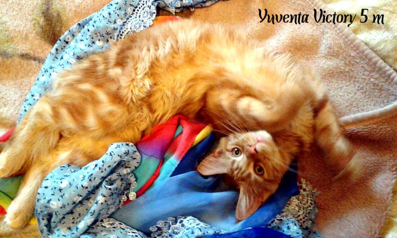 Yuventa Victory, 5 месяцев