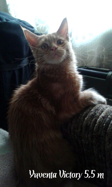Yuventa Victory, 5,5 месяцев