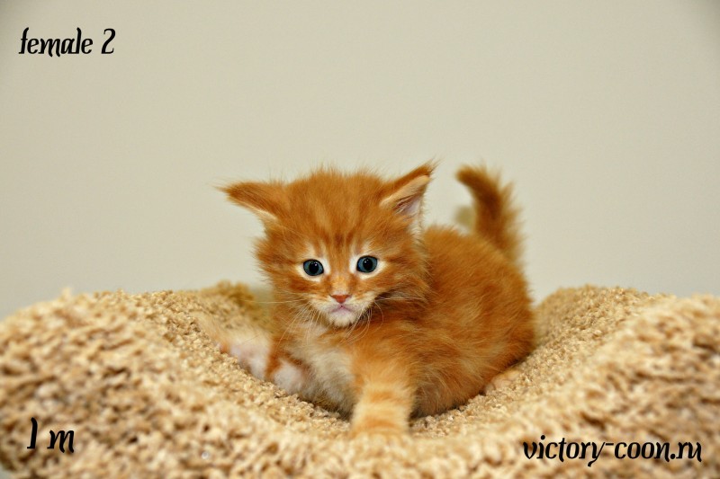 девочка 2, Victory