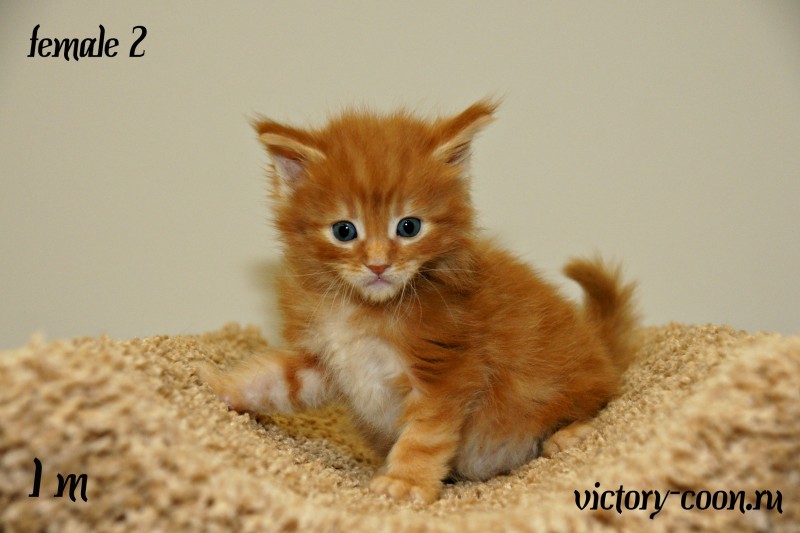 девочка 2, Victory