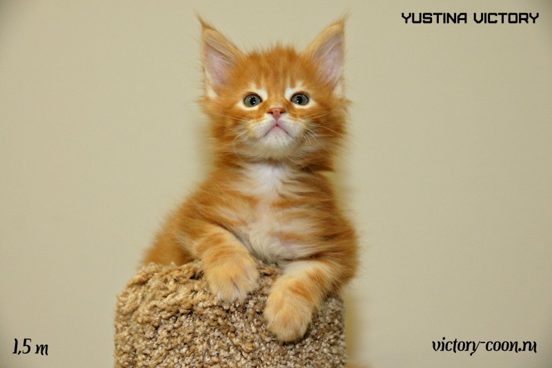 Yustina Victory, 1,5 месяца