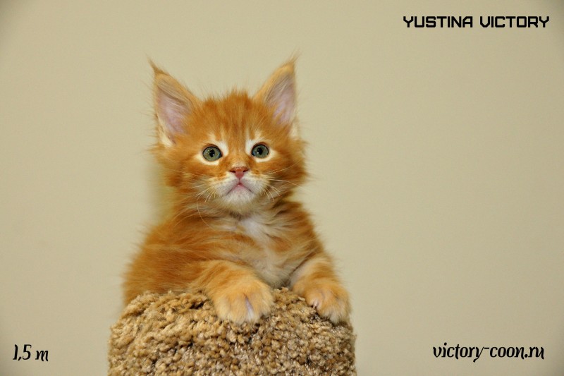 Yustina Victory, 1,5 месяца