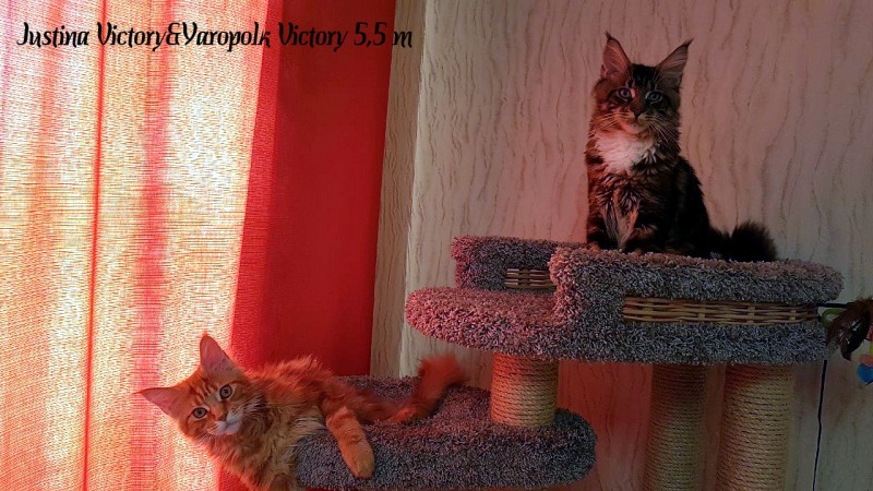 Justina Victory, 5,5 месяцев