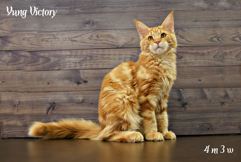 Yung Victory, 4 месяца 3 недели