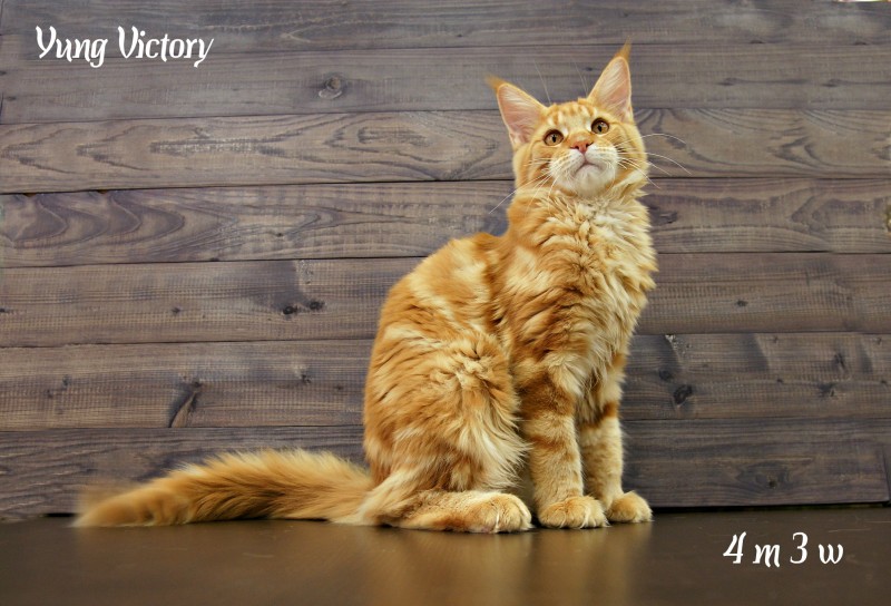 Yung Victory, 4 месяца 3 недели