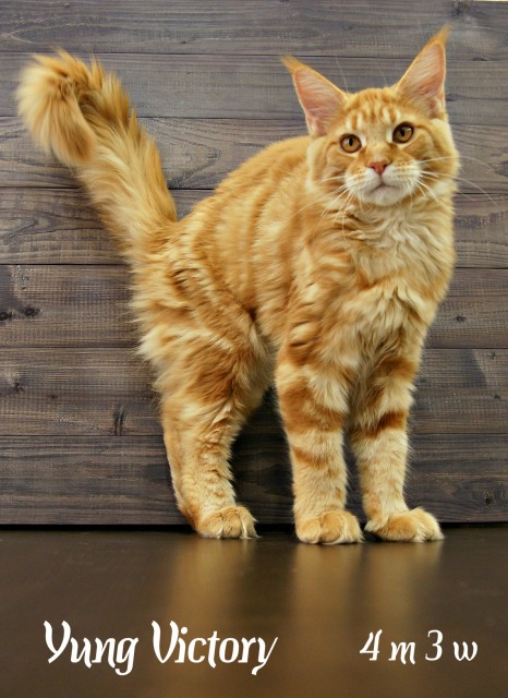 Yung Victory, 4 месяца 3 недели