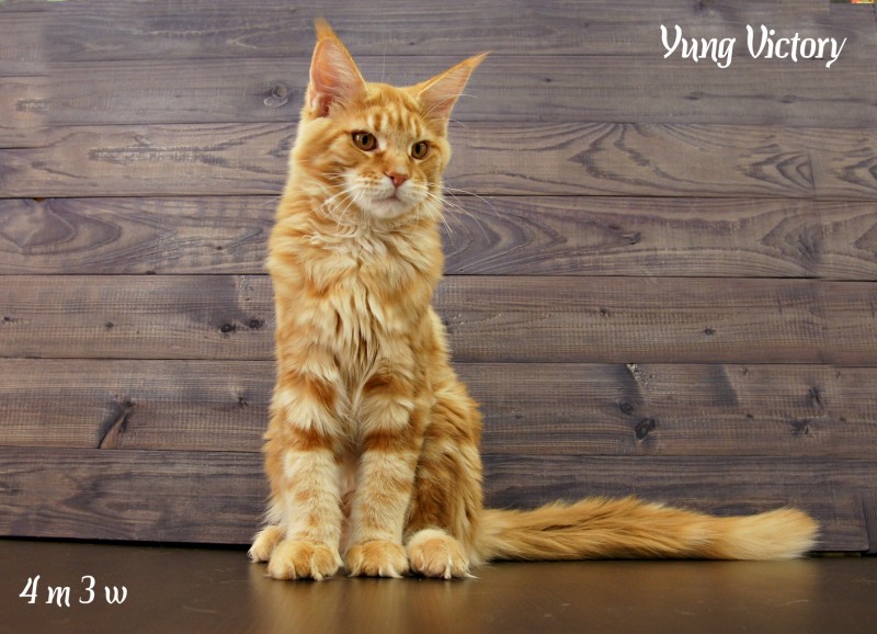 Yung Victory, 4 месяца 3 недели