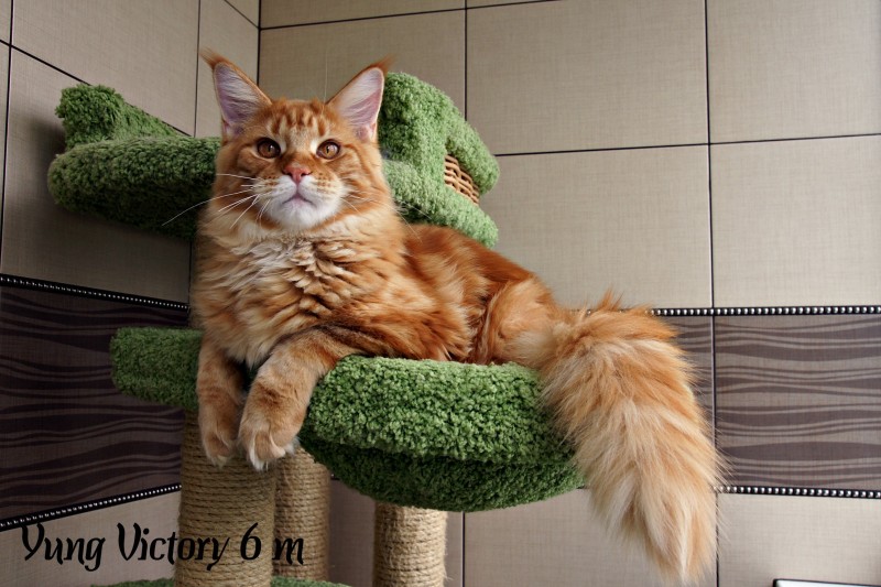 Yung Victory, 6 месяцев