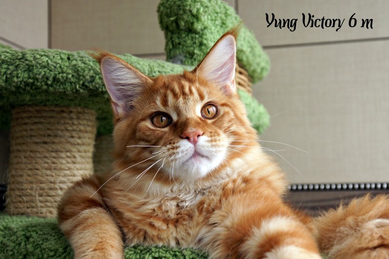 Yung Victory, 6 месяцев