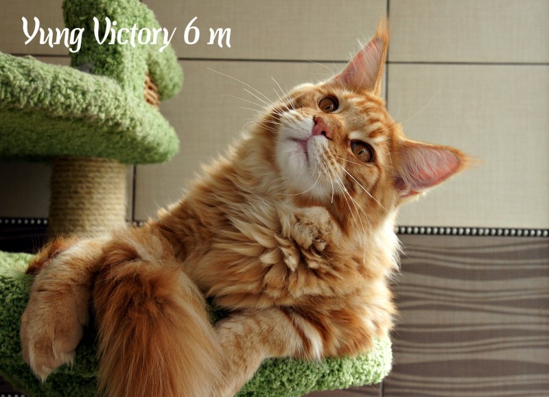 Yung Victory, 6 месяцев