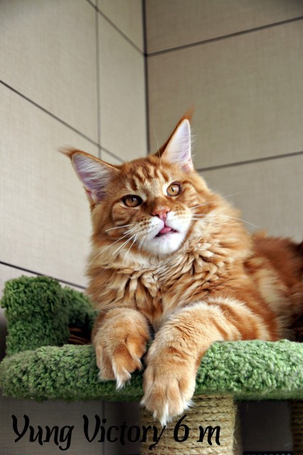 Yung Victory, 6 месяцев