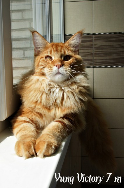 Yung Victory, 7 месяцев