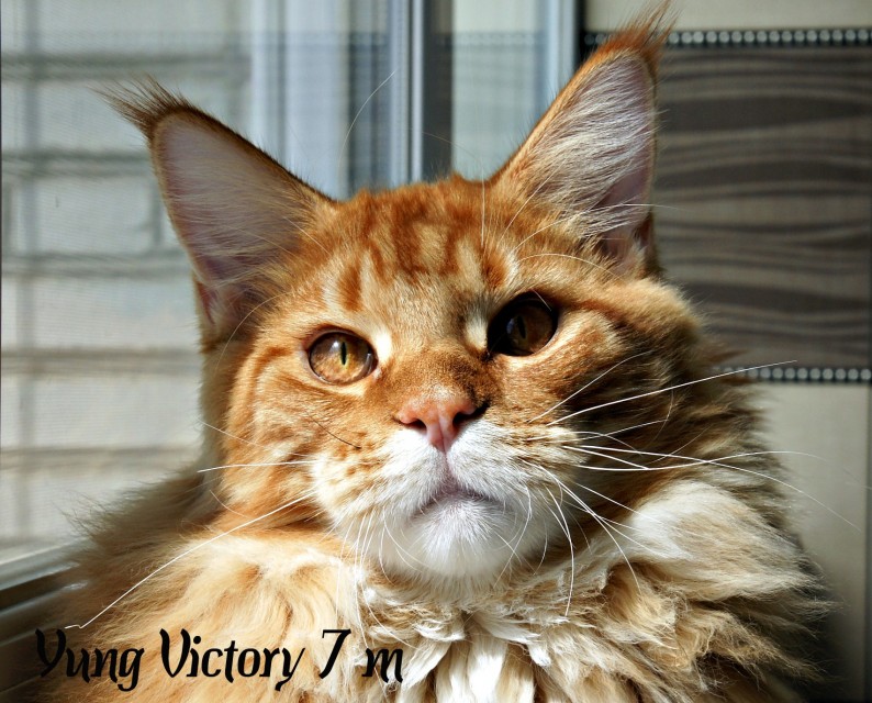 Yung Victory, 7 месяцев