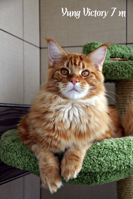 Yung Victory, 7 месяцев