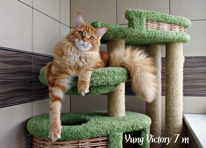 Yung Victory, 7 месяцев