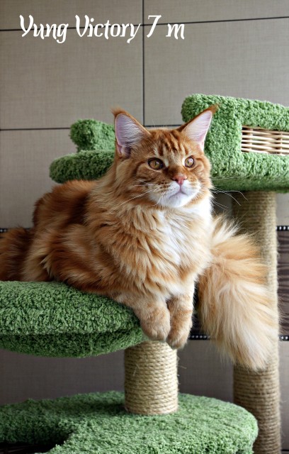 Yung Victory, 7 месяцев