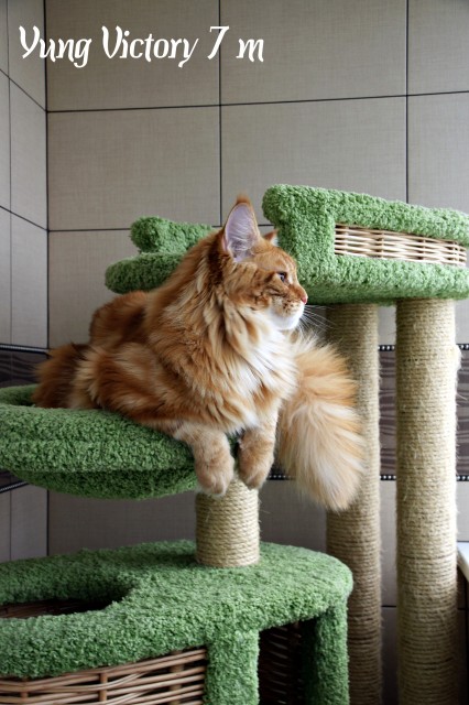 Yung Victory, 7 месяцев