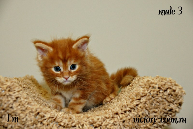 мальчик 3, Victory