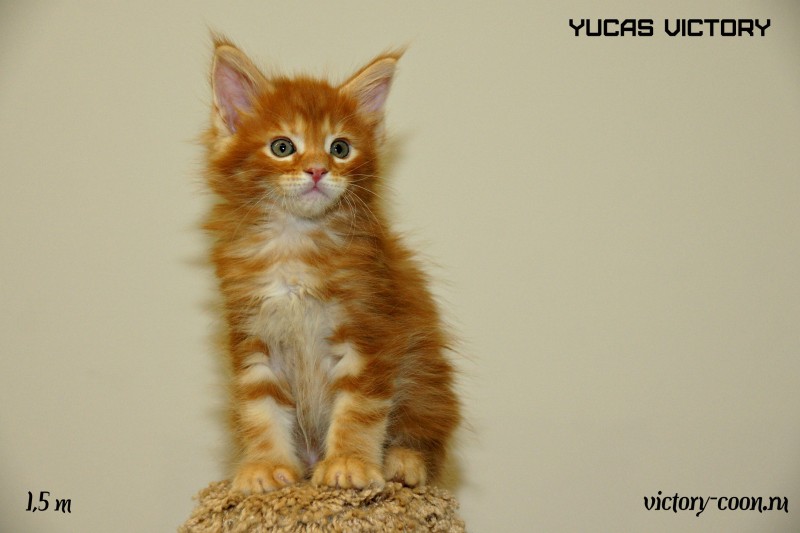 Yucas Victory, 1,5 месяца