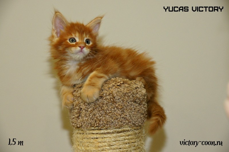 Yucas Victory, 1,5 месяца