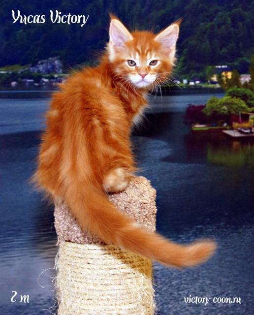 Yucas Victory, 2 месяца