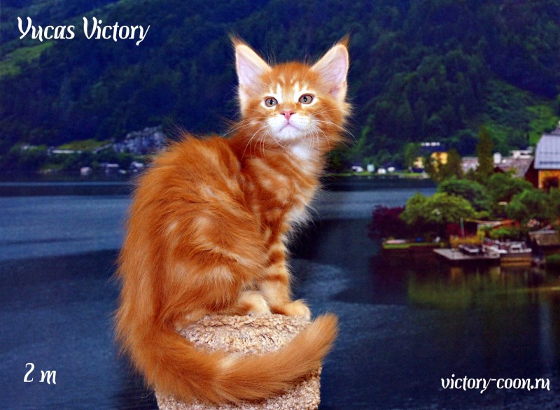 Yucas Victory, 2 месяца