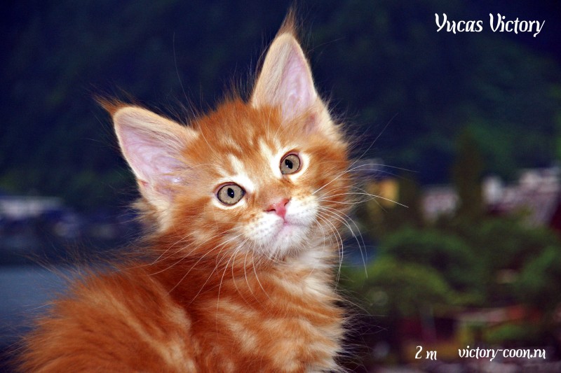 Yucas Victory, 2 месяца