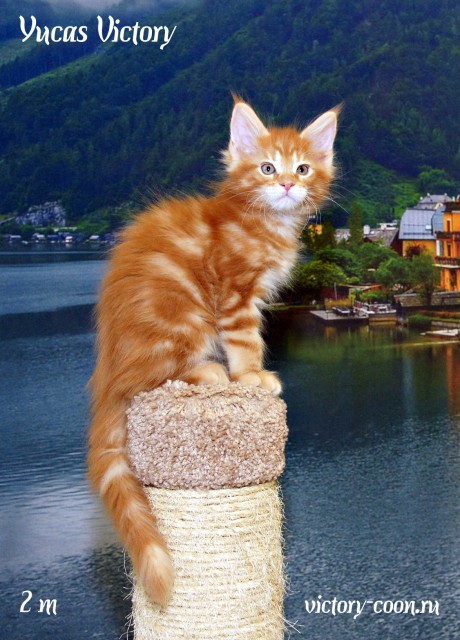 Yucas Victory, 2 месяца