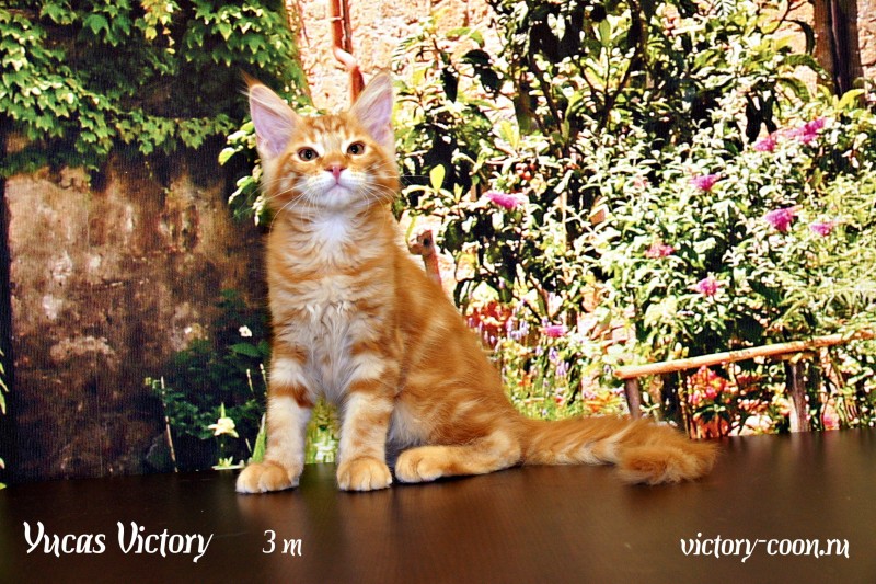 Yucas Victory, 3 месяца