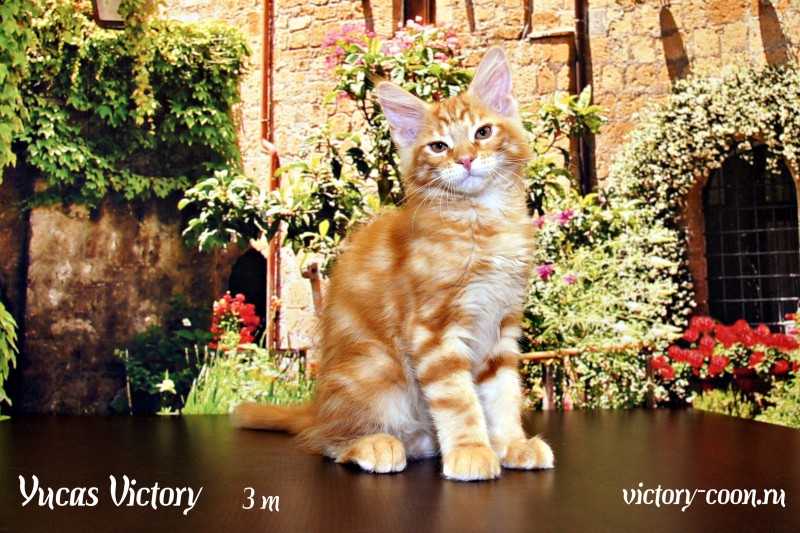 Yucas Victory, 3 месяца