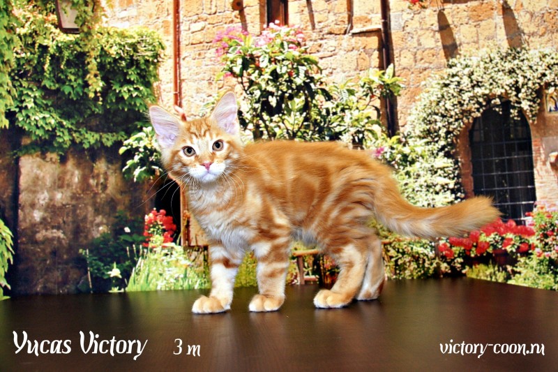 Yucas Victory, 3 месяца