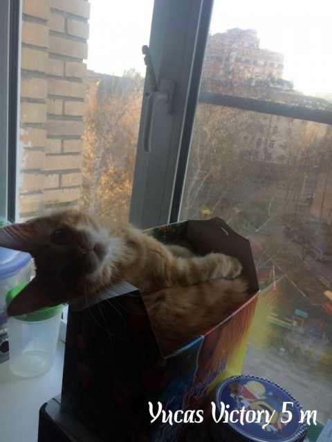 Yucas Victory, 5 месяцев