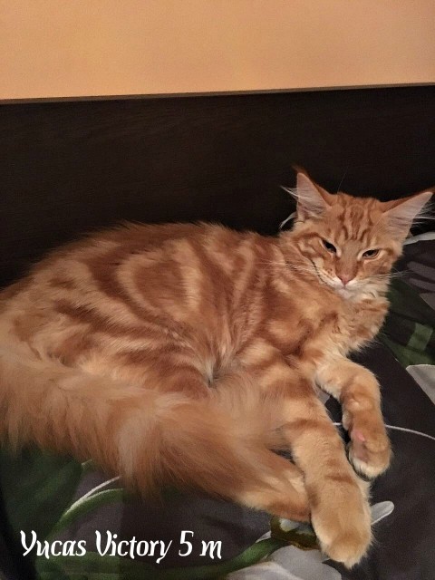 Yucas Victory, 5 месяцев