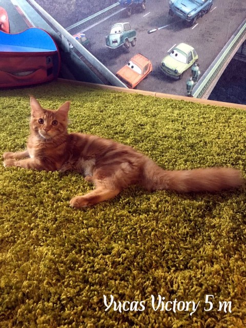 Yucas Victory, 5 месяцев