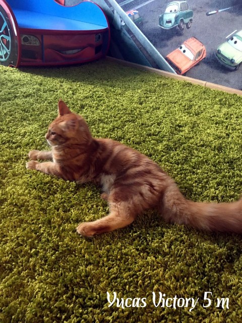 Yucas Victory, 5 месяцев