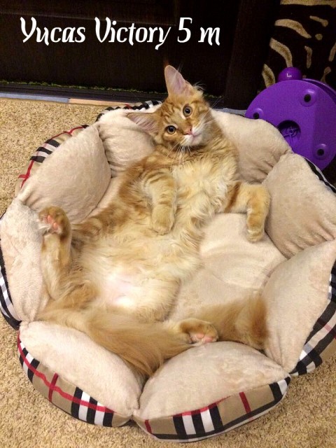 Yucas Victory, 5 месяцев