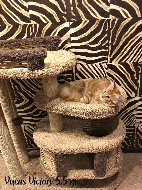 Yucas Victory, 5,5 месяцев