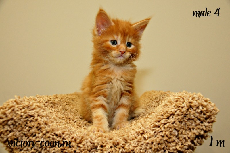 мальчик 4, Victory