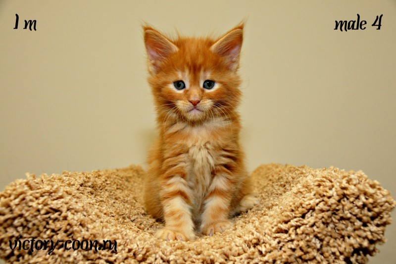 мальчик 4, Victory