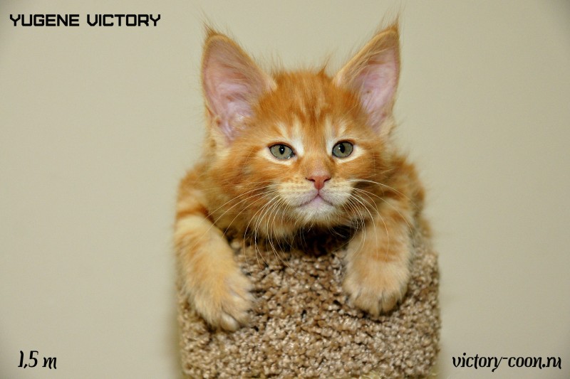 Yugene Victory, 1,5 месяца