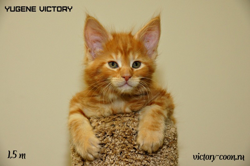 Yugene Victory, 1,5 месяца