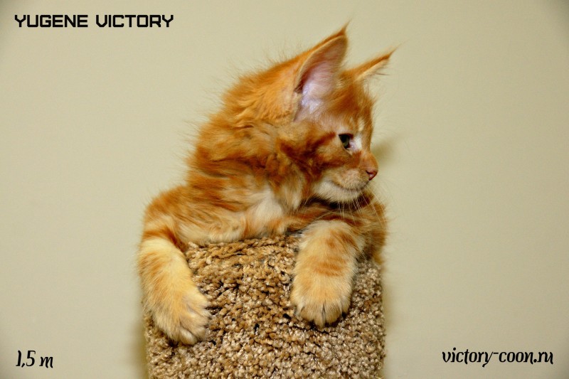 Yugene Victory, 1,5 месяца