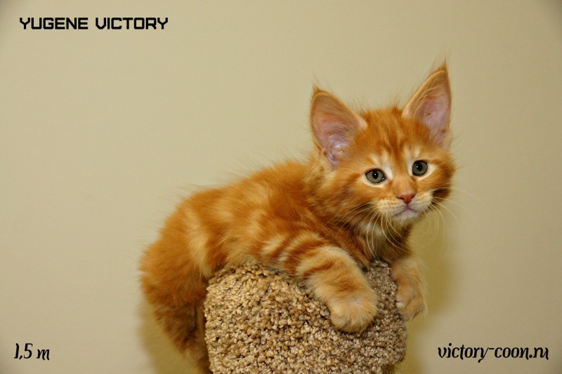 Yugene Victory, 1,5 месяца