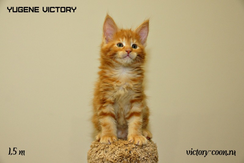 Yugene Victory, 1,5 месяца