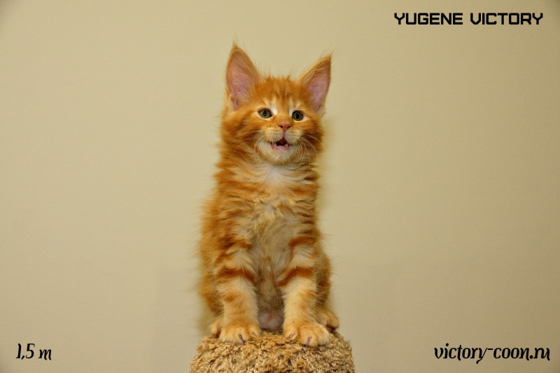 Yugene Victory, 1,5 месяца