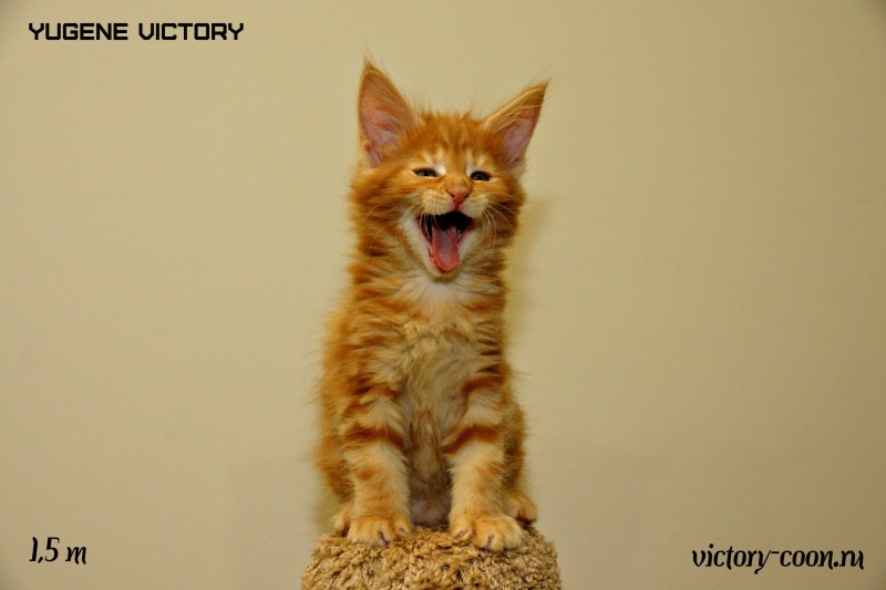 Yugene Victory, 1,5 месяца