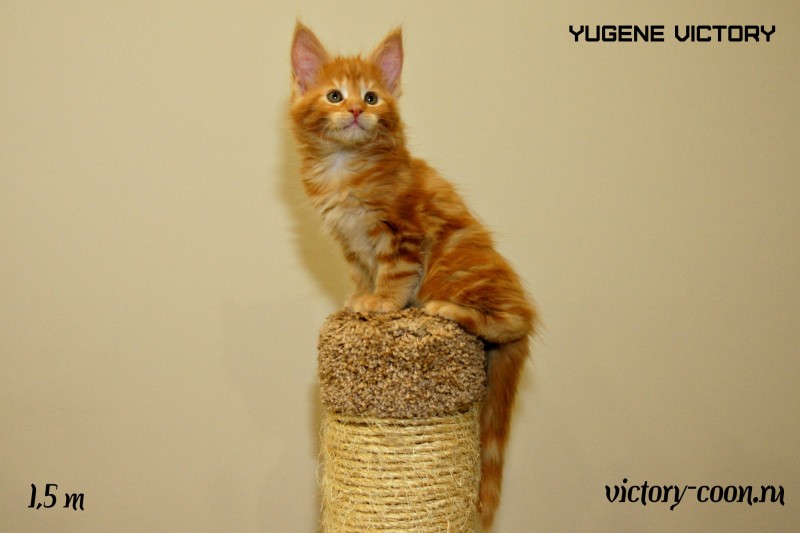 Yugene Victory, 1,5 месяца